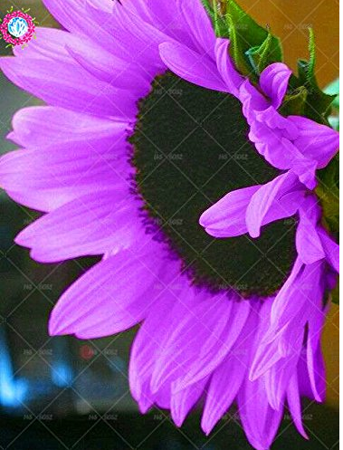 20pcs Pink sunflower seeds.Perennial indoor flower plant seeds,dwarf sunflower Graines for planting Fleurs de tournesol rares