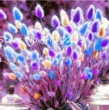 BELLFARM Purple Rare Rabbit's Tail Grass Seeds, 100 Seeds / Pack, Lagurus ovatus Ornamental Grasses