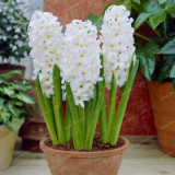 New Hyacinthus Orientalis Bonsai Cheap Hyacinth Seeds Hyacinth Potted Bonsai Balcony Flower Bonsai for Home Garden 50PCS