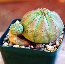100 pcs/Bag Real Mini Euphorbia obesa Flores Perennial Plant