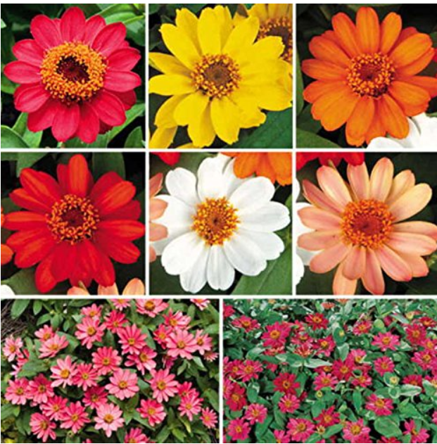 100 pcs Park Seed Profusion Single-Flowered Zinnia Seed Collection