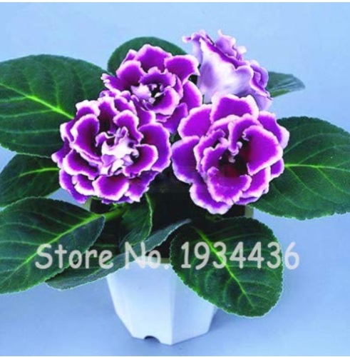 24 Color Imported Gloxinia Plant 200 Pcs Perennial Sinningia Gloxinia Home Garden Pot Easy to Grow Rare Bonsai Flower Potted