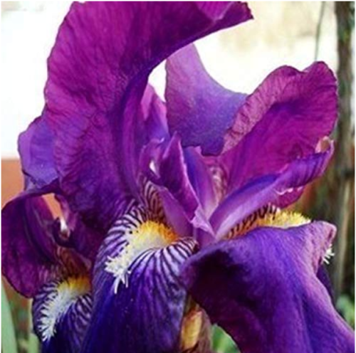 10Pcs/Pack Canna Seeds Plants Indoor Outdoor Pot Flower Seed Home Garden Yard Bonsai - (Color: Purple)