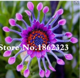 100pcs/bag Osteospermum seeds,daisy seeds,osteospermum flowers,8 colours,bonsai flower seeds,Nature potted plant for home garden