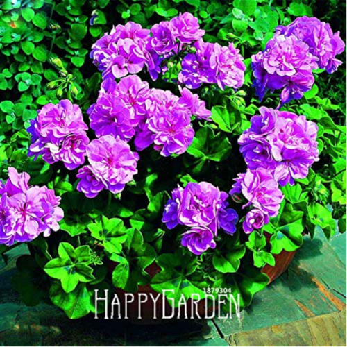 30PCS/Bag Elegant Purple Univalve Geranium Seed Perennial Flower Garden Pelargonium Peltatum for Indoor Rooms