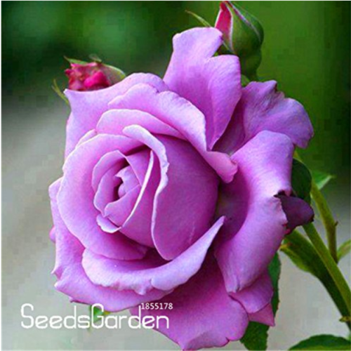 120 Sterling Silver Rose Seeds Romantic Color Good Gift for DIY Home Garden Lover Bush Bonsai Flower
