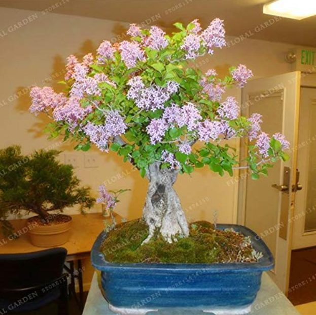 US 1.09 50 Colorful Bonsai Lilac Plant Japanese Lilac (Extremely