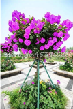 rare Exotic 200 Pcs Lover Multi-Color Climbing Rose Plants,Rainbow Roses Bonsai Flowers Plants Perennial Garden Jardim Plant