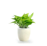 Exotic Climbing Epipremnum Aureum Bonsai,Indoor Office Desk Aquatic Plants Purify Air Absorb Harmful Gases Living Room 100 Pcs