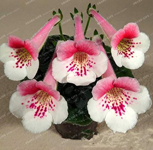 Gloxinia Bonsai Sinningia Gloxinia Flower Bonsai Home Bonsai DIY for Garden Ornamental-Plant 100PCS
