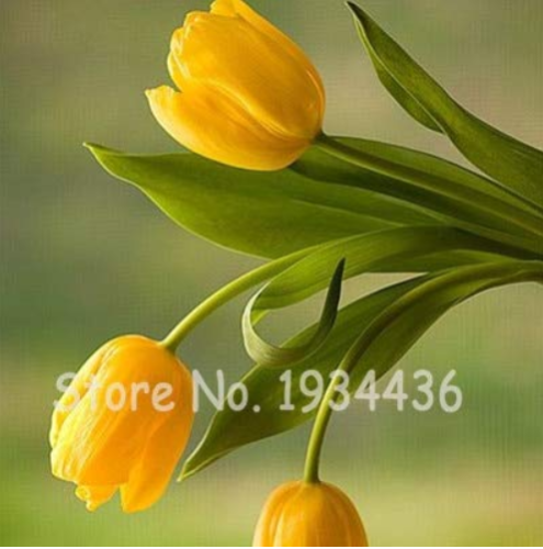 200 Pcs Rare Color Ice Cream Tulip Flower Tulipagesneriana Tulipanes Bonsai Tulipa Gesneriana Plant Perennial Wedding Home Decor