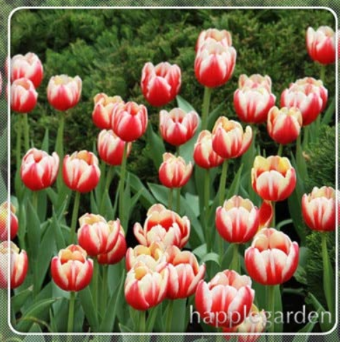 100 pcs Tulip Flores Bonsai, Not Tulip Bulbs, Hydroponic Bonsai Flower Tulip Bonsai,Garden Decoration Bonsai Flower Plants