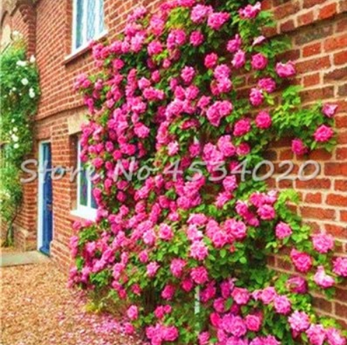 rare Exotic 200 Pcs Lover Multi-Color Climbing Rose Plants,Rainbow Roses Bonsai Flowers Plants Perennial Garden Jardim Plant