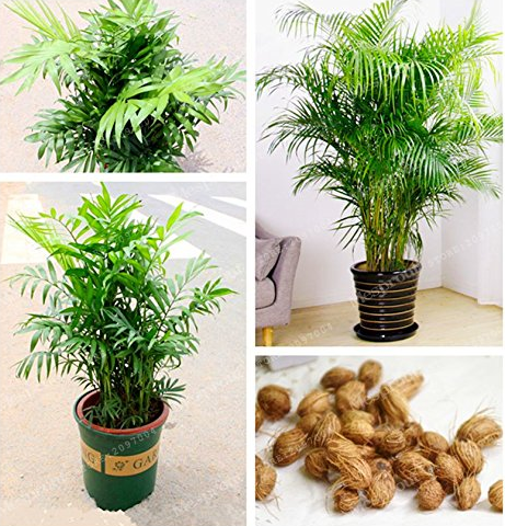 Rare Chrysalidocarpus Lutescens Seeds 5 Pcs/Bag Areca Palm Bonsai Seeds Indoor Butterfly Palm Seeds DIY Home Garden Plants