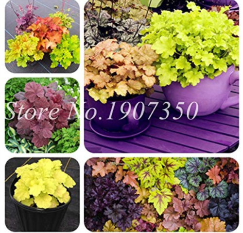 100 Pcs Rare Imported Bonsai Heuchera Bonsai, Coral Flower, Coral Bells (Coating) Bonsai Plant Home Garden Very Easy Care - (Color: Mixed)