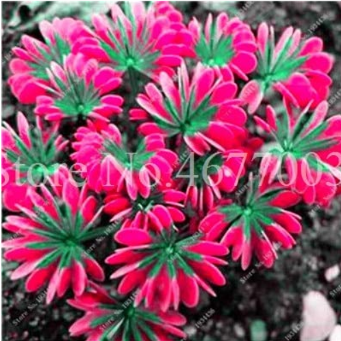 Rare Mixed Oxalis Bonsai Flowers Rare Color Rotary Oxalis Versicolor for Home & Garden So Beautiful and Fragrant 100 Pcs/Bag