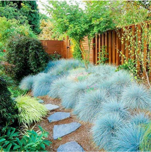 200 pcs Blue Fescue Grass bonsais - (Festuca glauca) Perennial Hardy Ornamental Grass so Easy to Grow