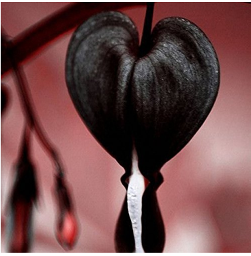 100Pcs/Pack Dicentra Spectabilis Seeds Rare Orchid Bleeding Heart Garden Plants Seeds - (Color: Black)