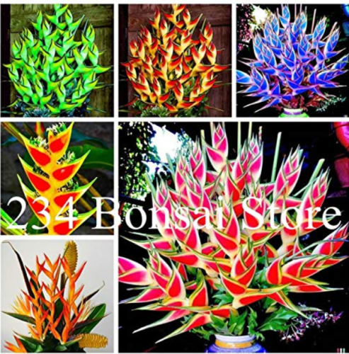 100 pcs Heliconia Seed Perennial Angiosperm Plants Flower Succulent Purifying air Potted Plants for Home Garden Easy to Grow - (Color: Mixed)