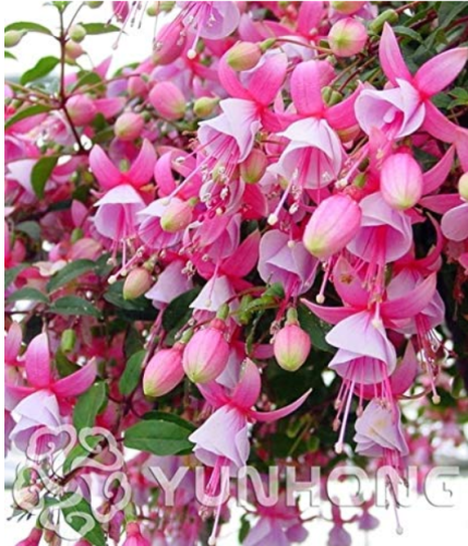 100pcs/bag Fuchsia Seeds, Fuchsia Flowers,Lantern Flower, Begonia Flower,Seeds Flower Seeds, Plant for Home Garden
