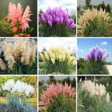200 Seeds Pampas Grass G2, Mixed Colors Purple, Pink, Cream, Orange Cream White