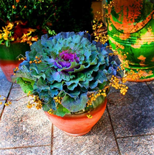 Real New Flower Bonsai,Very Easy Plant,Mini Garden Flores,Crown Kale plantas Organic Vegetable 100plante