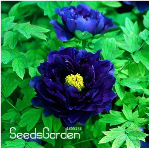 Chinese Rare and Precious Species of Blue Peony Flower Bonsai 10 Pcs/lot