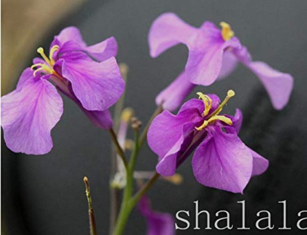Flowers DIY Orychophragmus Violaceus Beautiful Rare Plants Home Garden 100 Seeds