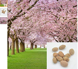 10 pieces sakura seeds DIY home garden bonsai flower seed Japanese oriental cherry seed -Pier 27