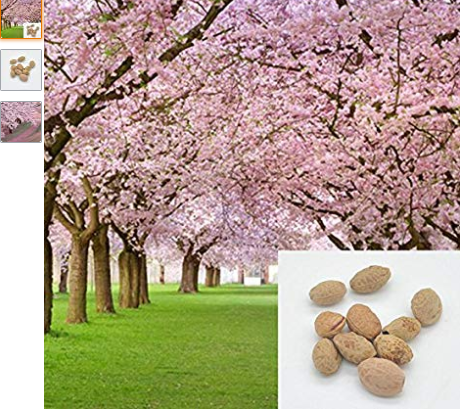 10 pieces sakura seeds DIY home garden bonsai flower seed Japanese oriental cherry seed -Pier 27