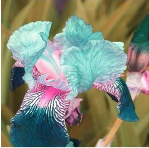 100 PCS Iris Flower Bonsai Flore 24 Colours Heirloom Blooming Tectorum Perennial Flower Potted Plant for Home Garden Planting