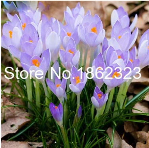 200 Pcs Imported Saffron Flower Plants SEEDS  Bonsai Flower Iran Crocus Potted Plants for Home Garden Herb Flore