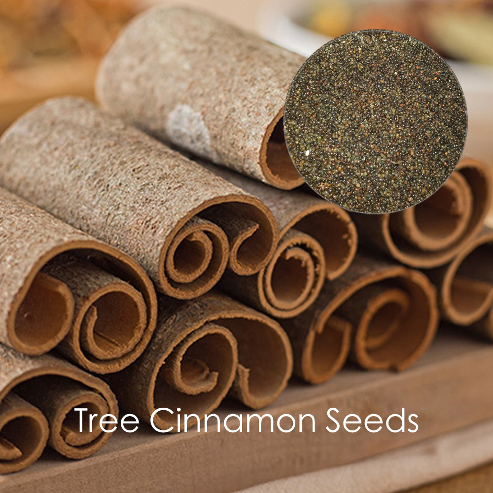 US 1.45 Green Tree Cinnamon Seeds