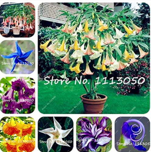 100Pcs Rainbow Brugmansia Datura Bonsai, Dwarf Brugmansia Angel Trumpets Bonsai Flower Tree, Rare Potted Plant for Home Garden - (Color: Mixed)