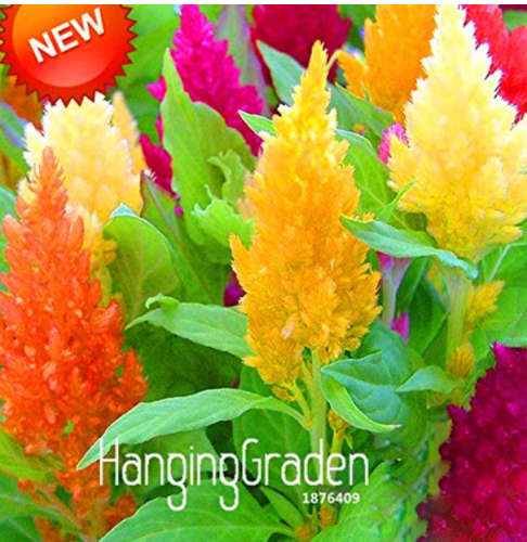 200 PCS/Pack Colorful Pteris Cockscomb Seeds (celosia spicata) Flores Bonsai Flower plantas Potted Plants Garden