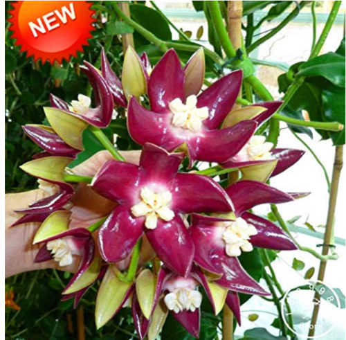 Home Bonsai Garden Rare Hoya Orchid,Hoya Carnosa Plant Orchid Flower Flores Series 100 PCS/Package,#KU25ZO - (Color: Mix)