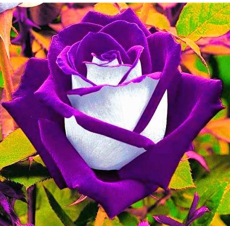 Rose Bonsai Purple Rose with White Red Edge Bonsai Flower Bonsai Beautiful Rose Petals Plant Pot for Home Garden 100 Pcs/Bag