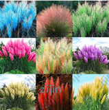 1000Pcs / Bag Colorful Pampas Grass Cortaderia Seed are Very Beautiful Garden Plants Decorative DIY - (Color: Multi-Colored)