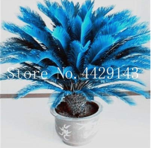 10 pcs/Bag Blue Cycas Bonsai, Sago Palm Tree Plant,Cycas Tree Bonsai,The Budding Rate 97% Rare Potted Plant for Home Garden