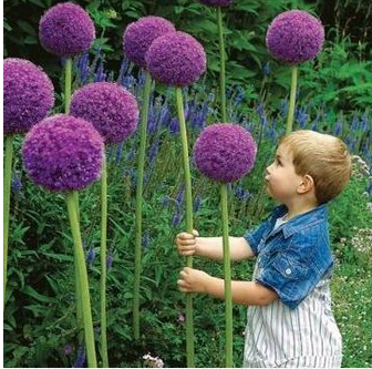 20pcs Allium Giganteum Seeds Purple Plant DIY Home Garden