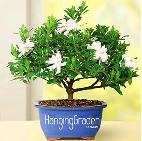 100 Pcs/Pack Gardenia Plant (Cape Jasmine) Home Garden Potted Bonsai, Amazing Smell & Beautiful Flowers for Room