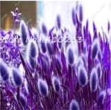 BELLFARM Purple Rare Rabbit's Tail Grass Seeds, 100 Seeds / Pack, Lagurus ovatus Ornamental Grasses
