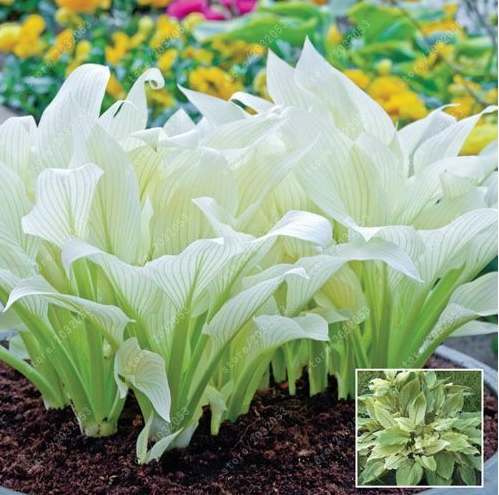 100 pcs/bag hosta plants, hosta seeds, bonsai flower seeds DIY for home garden plant pot perennial herb a kind of Coleus seeds