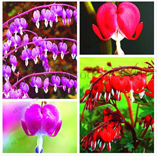 100pcs,Dicentra Spectabilis Bonsai,Bleeding Heart Classic Cottage Garden Plant,Heart-Shaped Flowers,bonsa Plant for Courtyard. - (Color: Mix)