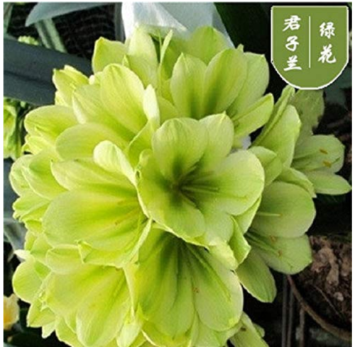 100 Pcs Clivia Miniata Plant Gorgeous Bonsai Rare Bush Lily Flower Bonsai DIY Home Garden with High Ornamental Value
