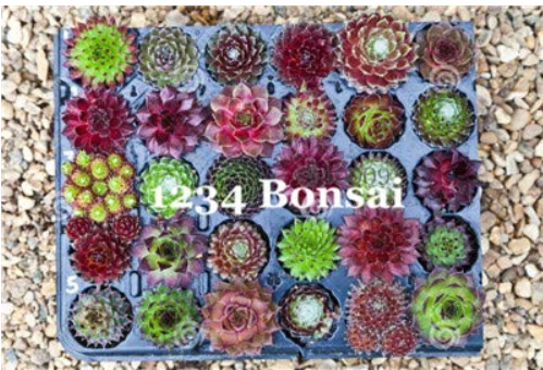100 Pcs/Lot Rare Sempervivum Succulent Plants (Sempervivum Oubeni Makiginu) Bonsai Plant Succulents raras for Home Garden - (Color: 18)