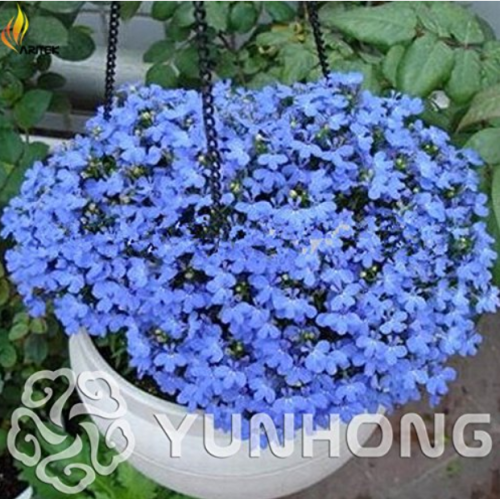 100pcs Blue Flower Aubrieta cultorum Bonsai, Violet Bonsai Queen Flower Bonsai