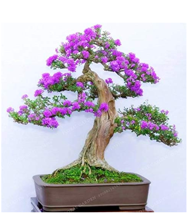 50 Colorful Bonsai Lilac Plant Japanese Lilac (Extremely Fragrant) Clove Flower Bonsai Lilac Trees Outdoor Plant for Home Garden