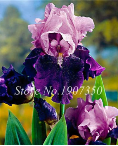 100 pcs Bonsai Iris Flower Plants, Flores para jardim, Semenata of Flowers Perennial, Bonsai Plant for Sale Purify The Air