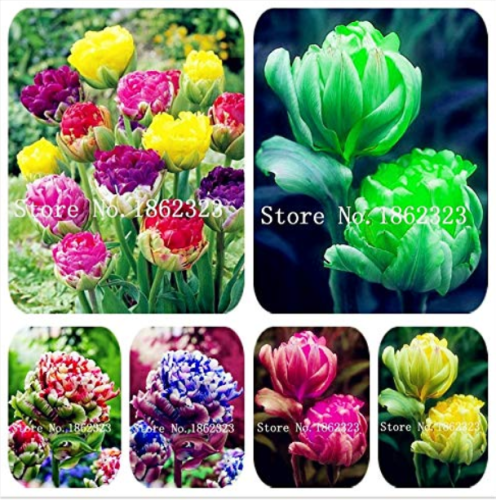 200Pcs Multifarious Tulip Flowers, Tulip Bonsai of Perennial Garden Flowers (Not Tulip Bulb) Herbs for Seedlings for Home Garden - (Color: Mixed)